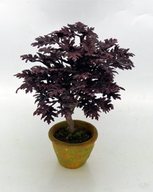 Specimen Purple Leaf Japanese Maple (image for) Specimen Purple Leaf Japanese Maple